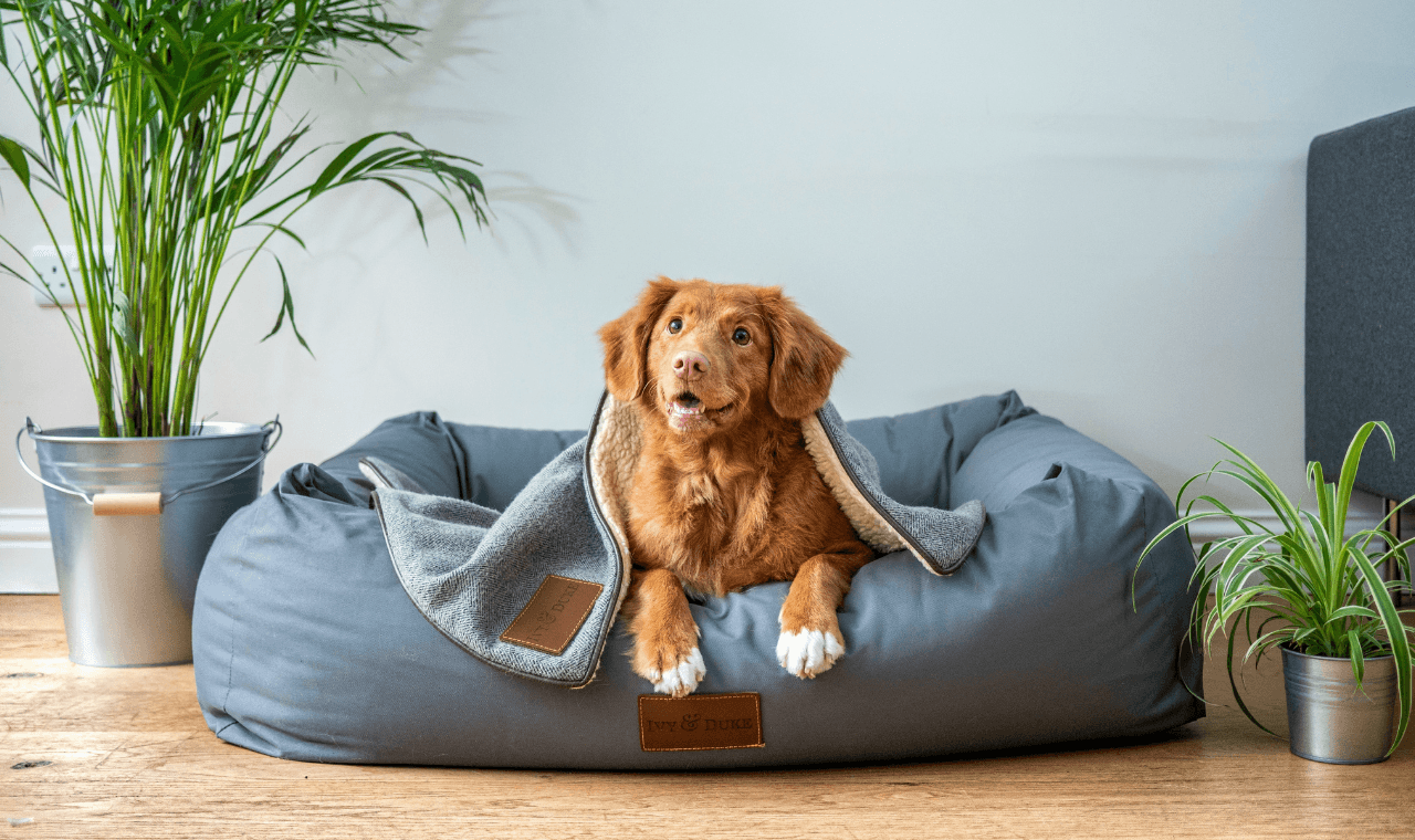 A happy dog at home