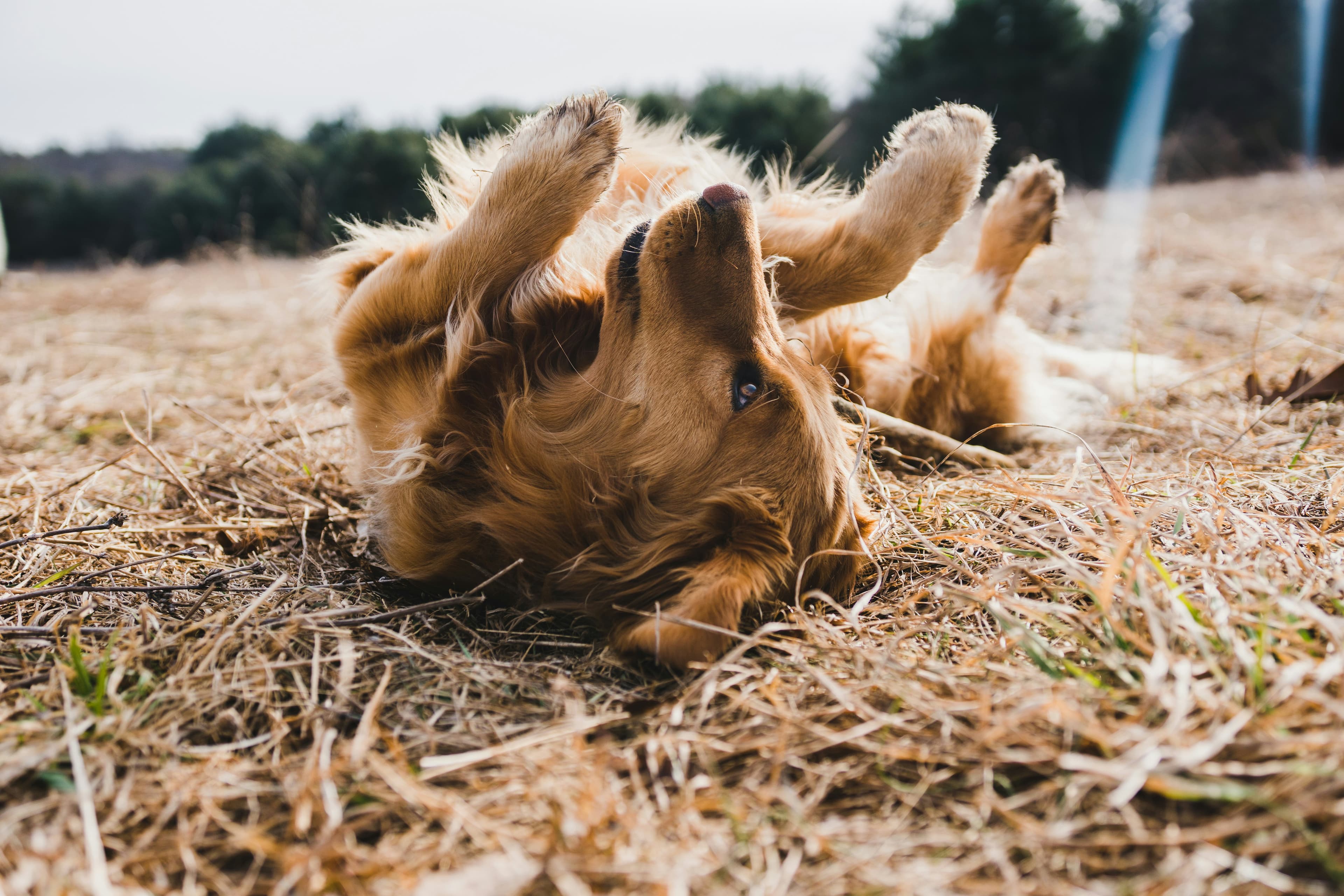 A dog lying in a field.