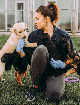 Rescue worker caring for puppies outside a shelter